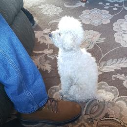Maltipoos and Poodles from Long View Family Maltipoos