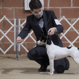 Rat Terrier All Grown Up from Icon rat terriers