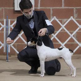 Rat Terrier All Grown Up from Icon rat terriers