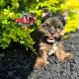Boy 1 - Black and tan male Yorkshire Terrier puppy in Old Fort, North Carolina from Tiffany’s Colorful Yorkies