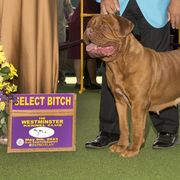Rasza - Dogue de Bordeaux