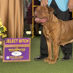 Rasza - Dogue de Bordeaux