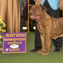 Rasza - Dogue de Bordeaux