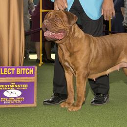 Rasza - Dogue de Bordeaux