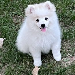 Terri - Cream female Pomeranian puppy in St. Louis, Missouri from Saint Louis Pomeranian babies