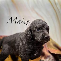 Maize - Silver male Poodle puppy in Greenville, North Carolina from Grace Poodles