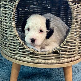 Bernedoodle Puppies from Dashing Doodles