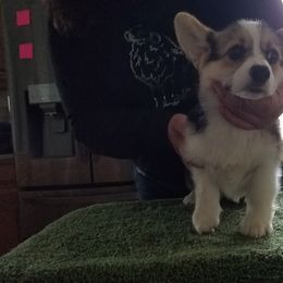 Pembroke Welsh Corgi Puppies from Coffee Cup Ranch