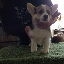 Pembroke Welsh Corgi Puppies from Coffee Cup Ranch