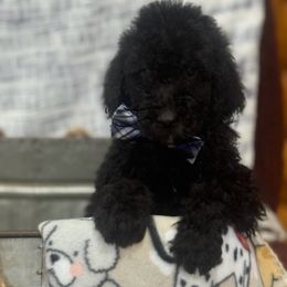 Boy 4 Max - Black Poodle puppy in Flora, Illinois from Hanging Rock Poodles