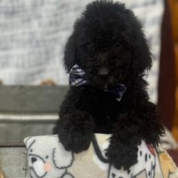 Boy 4 Max - Black Poodle puppy in Flora, Illinois from Hanging Rock Poodles