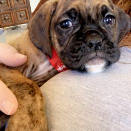 Boxer Puppies from Georgia Boxer Puppies