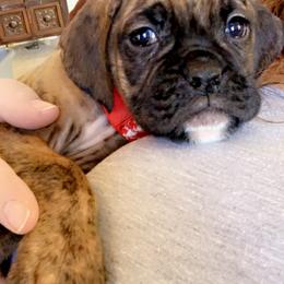Boxer Puppies from Georgia Boxer Puppies