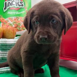 Gray - Chocolate male Labrador Retriever puppy in Heath Springs, South Carolina from Rich Hill Retrievers