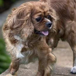 Bailey - Cavalier King Charles Spaniel