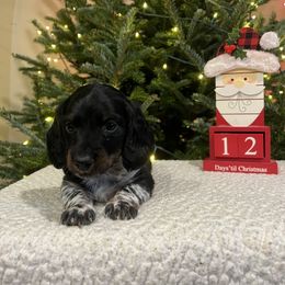 Oreo Cookies and Cream - Piebald male Dachshund puppy in Henry, Virginia from Dumbledore's AKC Mini Dachshunds