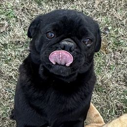 Bennie - Pug