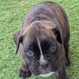 Rolo - Brindle male Boxer puppy in Mountain Home, Idaho from LJK Boxers & Toy Aussies