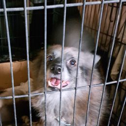 Gyspy - Pomeranian