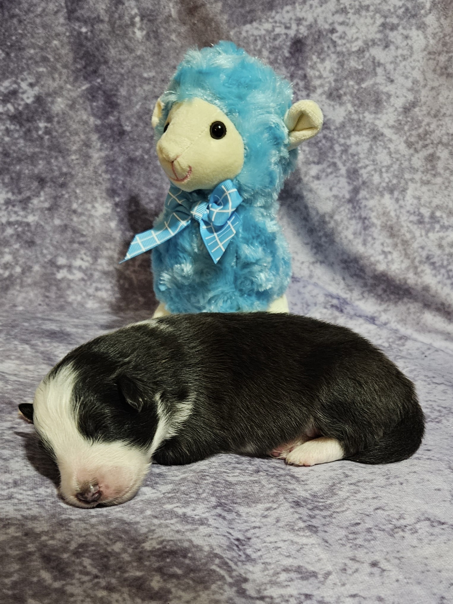 Shetland Sheepdog Puppies from Henotic Homestead's Shetland Sheepdogs