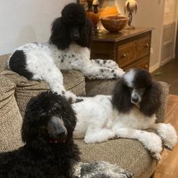 Assorted Doodle Crosses and Poodles from Gemstone Poodles and Doodles