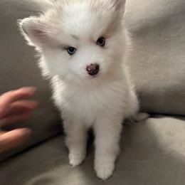 Lady - Merle female Pomsky puppy in West Sacramento, California from Pinkie's Pomskies