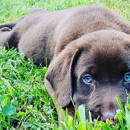 Labrador Retrievers from L&J Labradors