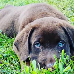 Labrador Retrievers from L&J Labradors