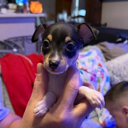 Pup L1 - White black and tan male Toy Fox Terrier puppy in Clermont, Florida from Debbie Hiles's Toy Fox Terriers