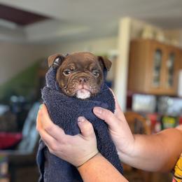Aussiedoodle, Bulldog, Miniature Australian Shepherd, Poodle, and Toy Australian Shepherd Puppies from Mowry Creek Mini Aussiedoodles and More