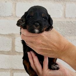 Chewie - Phantom male Bernedoodle puppy in Ogden, Utah from Salty Point Doodles