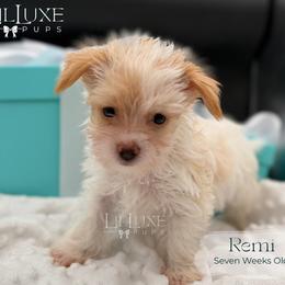 Remi - Parti female Yorkshire Terrier puppy in Scottsdale, Arizona from Lil Luxe Pups