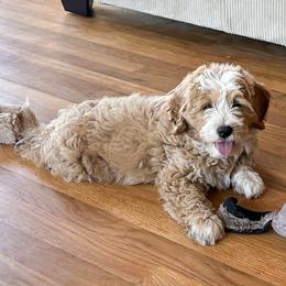 Fanta - Yellow and white male Bernedoodle puppy in Roy, Utah from Doodles are Amazing