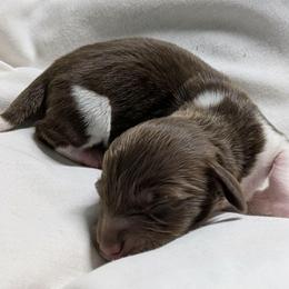 Indigo - Piebald male Dachshund puppy in Sonora, Kentucky from Maple Hill Miniature Dachshunds