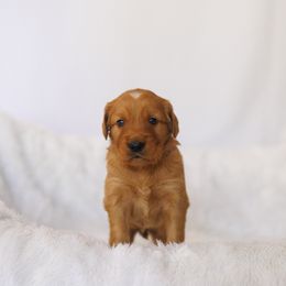 Golden Retriever Puppies from Golden Wiggle Retrievers