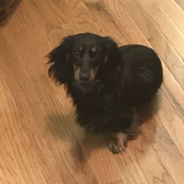 Willow - Dachshund
