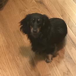 Willow - Dachshund