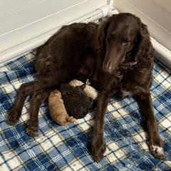 Golden Mountain Doodle puppies from Jeanie’s Doodles