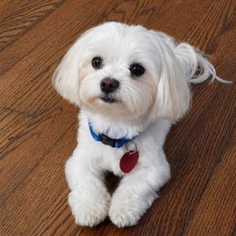 Bogie - Maltese