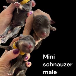 Salted Carmel - Liver male Miniature Schnauzer puppy in Temple, Texas from Schnauzers Of Taylor