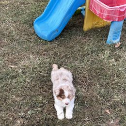Little Red - Red merle male Miniature American Shepherd puppy in Irvington, Kentucky from TimberRidge