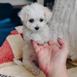 Fritz - White male Maltipoo puppy in West Jordan, Utah from Gem Puppies of Utah