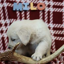 Milo - Light golden male Golden Retriever puppy in Fredericksburg, Ohio from Golden family companion's