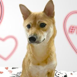 Shai - Shiba Inu