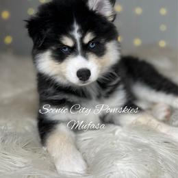 Mufasa - Black and white male Pomsky puppy in Rossville, Georgia from Scenic City Pomskies