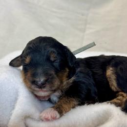 Mint - Tri-color female Bernedoodle puppy in Hesperia, Michigan from Red Acres Poodles & Doodles