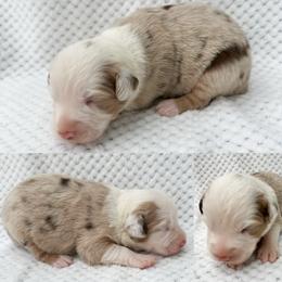 Red Merle female - Red merle female Miniature Australian Shepherd puppy in Brooker, Florida from Honey, I Shrunk the Aussies