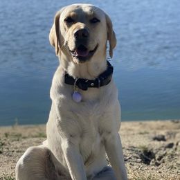 Labrador Retrievers from Flores Family Labradors