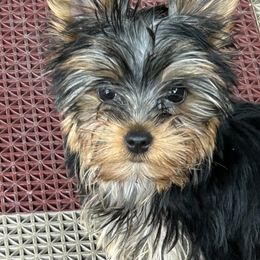 Yorkshire Terrier Puppies from Earthmountain Yorkies