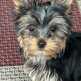 Yorkshire Terrier Puppies from Earthmountain Yorkies